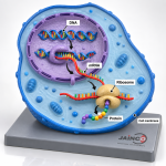 Regulation of Gene Expression Model